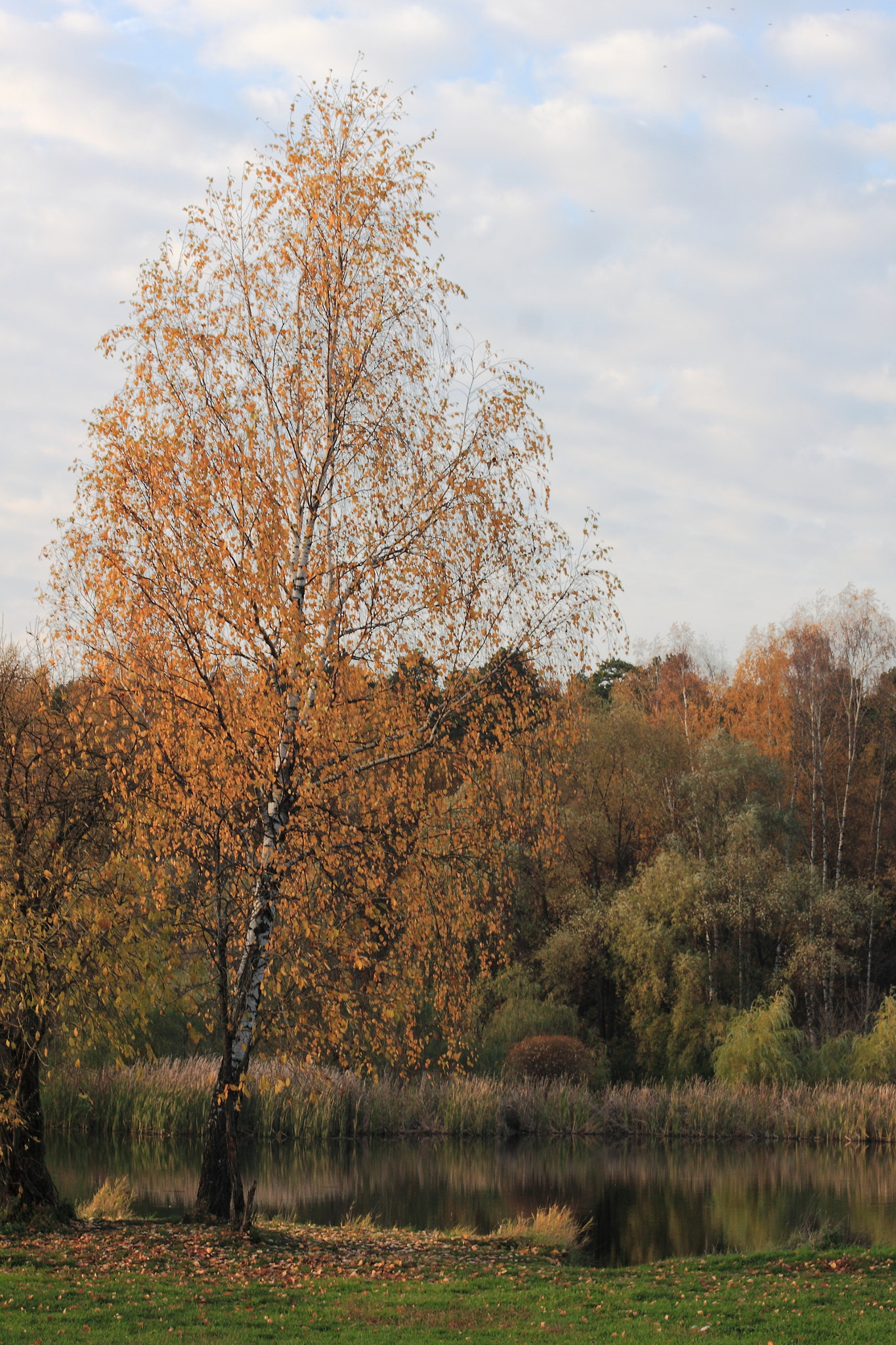Canon EF 50mm F1.4 USM sample photo. *** photography