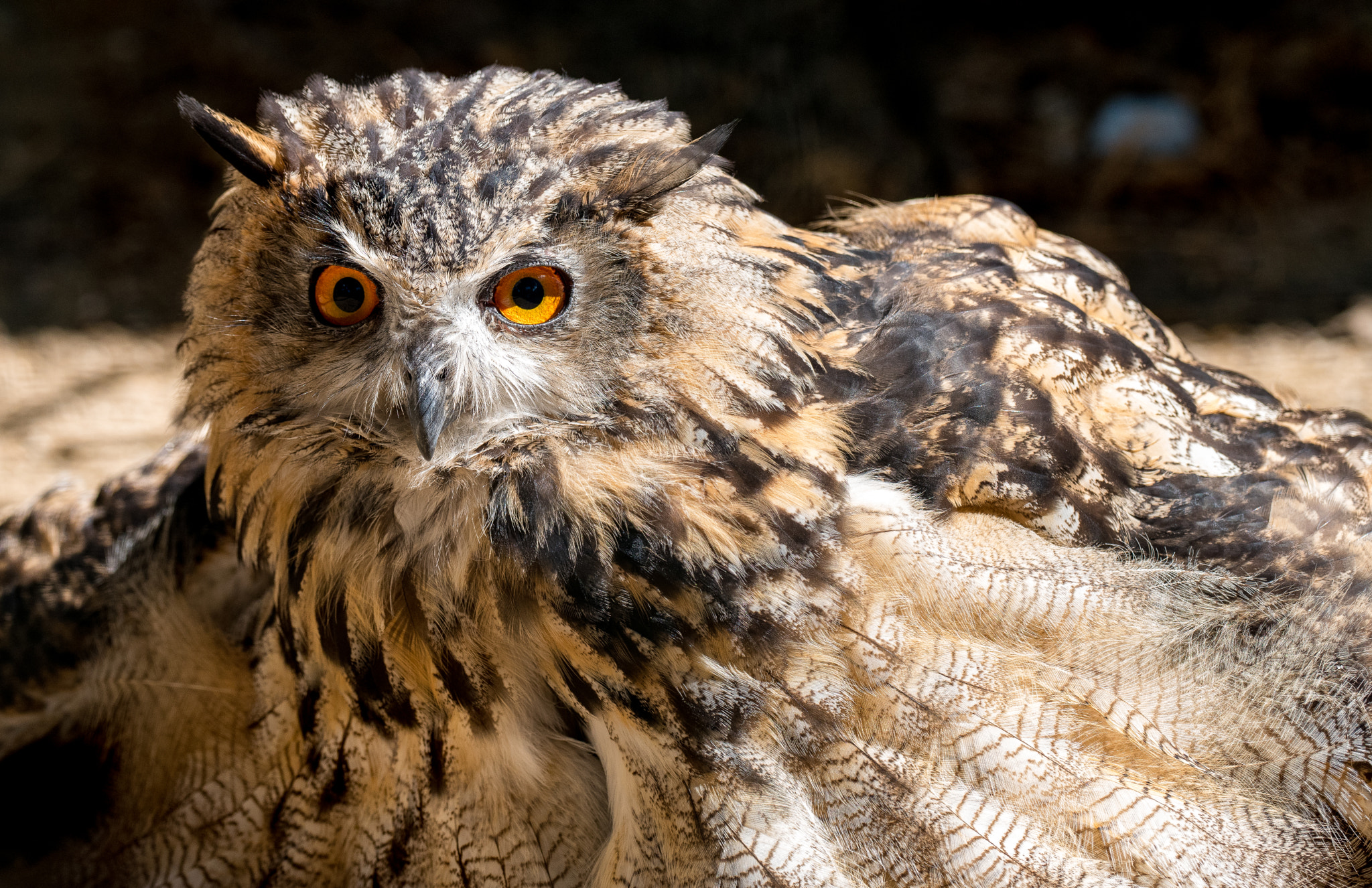 Pentax K-1 sample photo. European eagle owl photography
