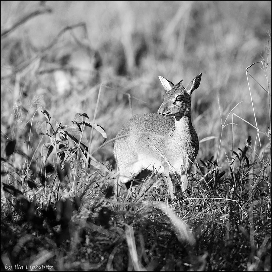 Canon EF 300mm F2.8L IS USM sample photo. Dik-diks of serengeti №2 photography