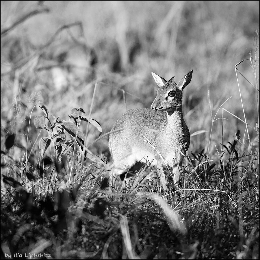 Canon EOS-1D Mark III + Canon EF 300mm F2.8L IS USM sample photo. Dik-diks of serengeti №2 photography