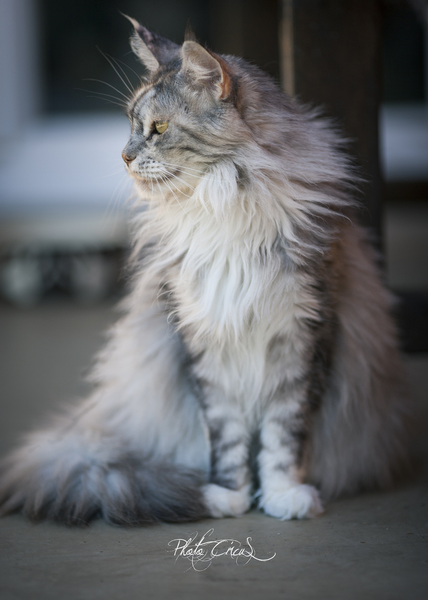 Canon EOS-1Ds Mark III sample photo. Lady maine coon photography