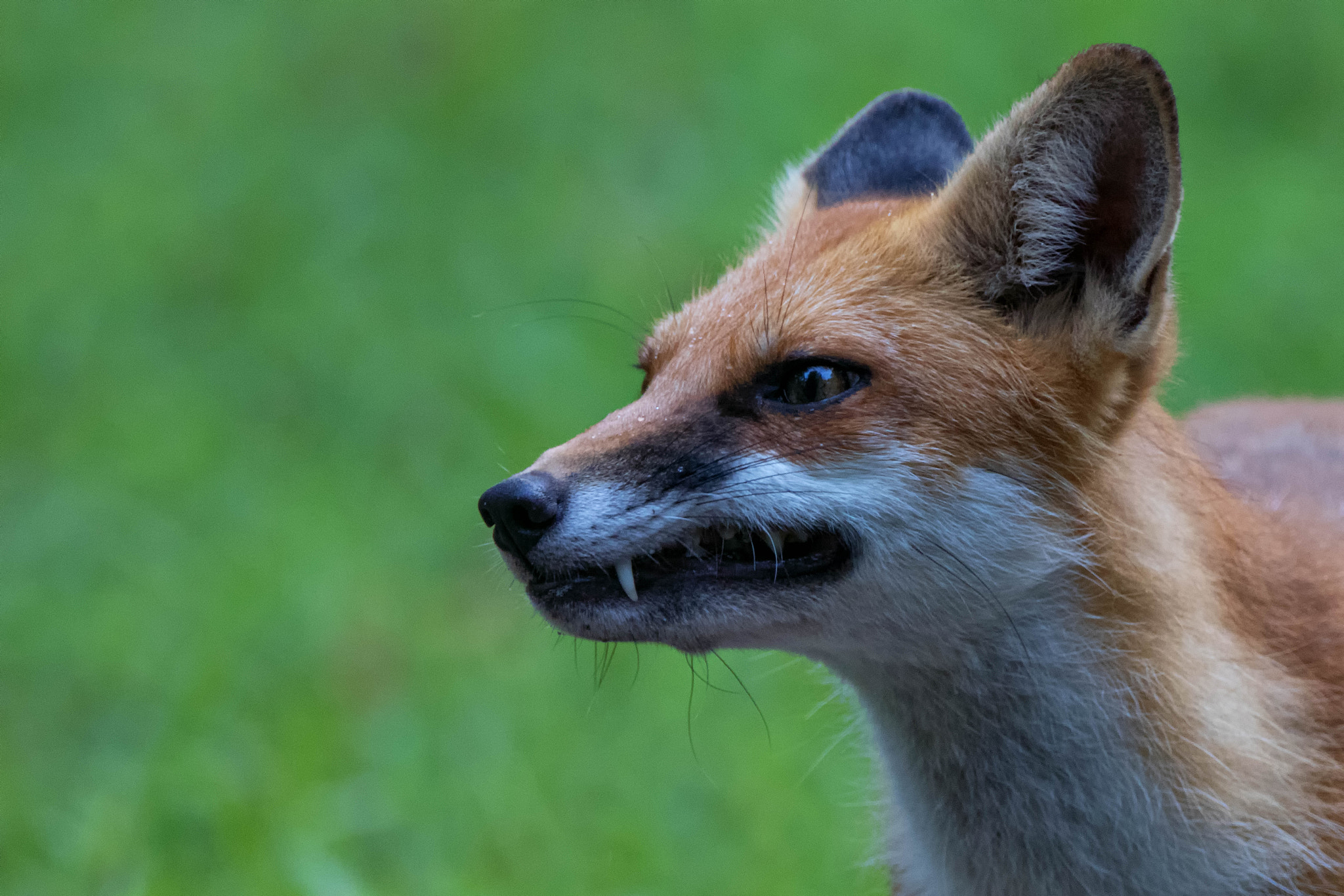 Canon EF 500mm F4L IS USM sample photo. Twiggy fang photography