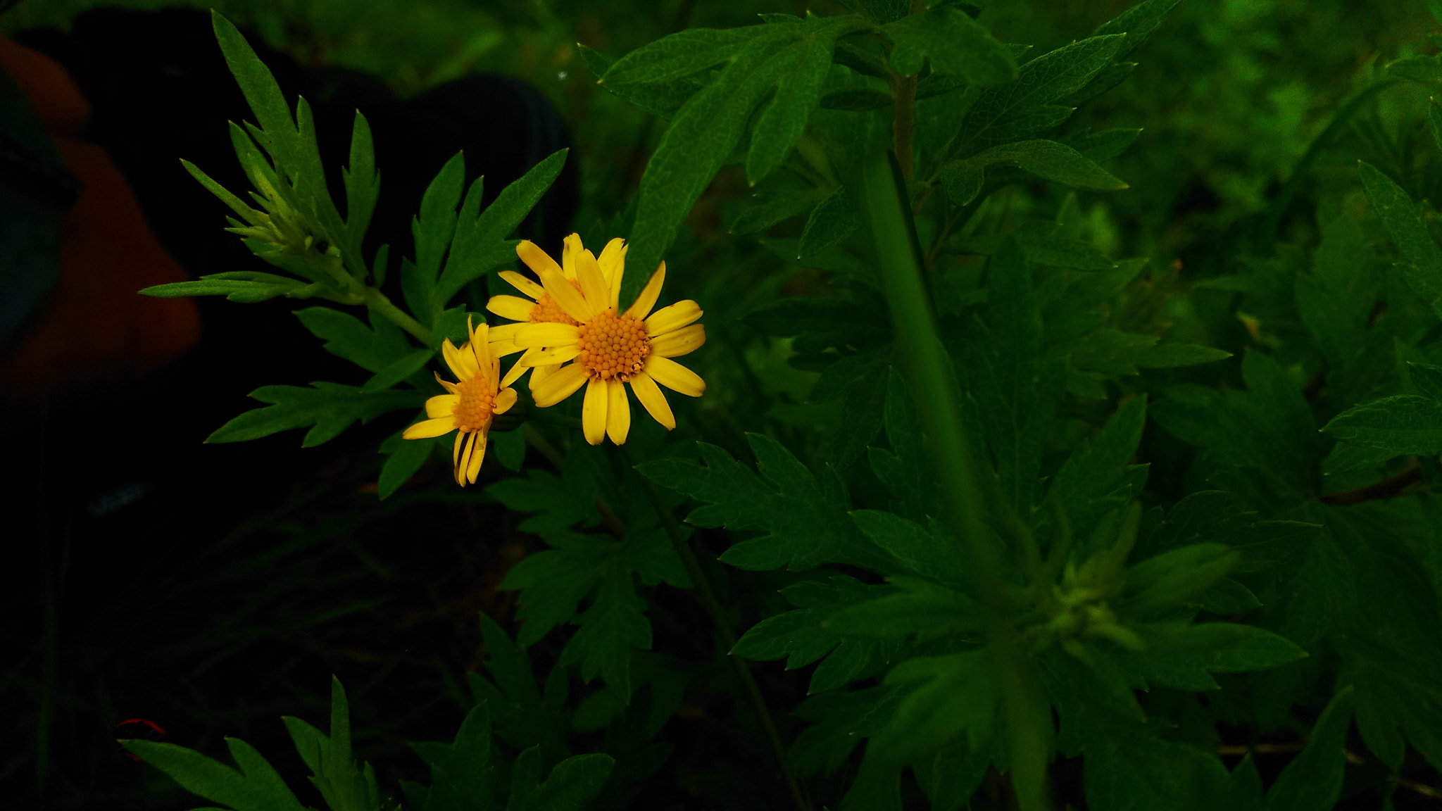 HTC DESIRE EYE sample photo. Flower photography