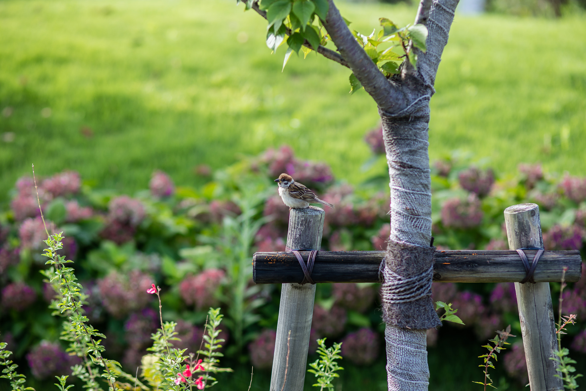 Canon EOS 5DS R + Canon EF 100mm F2.0 USM sample photo. Birdie photography