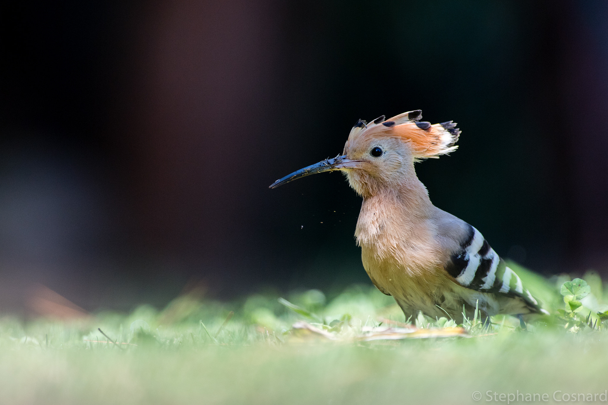 Nikon AF-S Nikkor 300mm F2.8G ED VR II sample photo. Moving his beak to clean it photography
