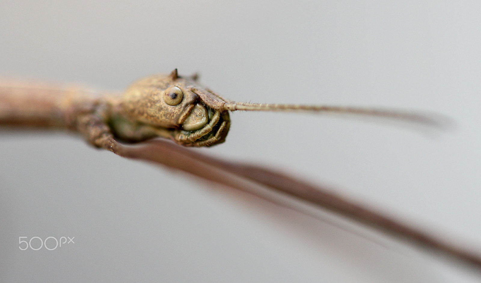 Sigma 105mm F2.8 EX DG OS HSM sample photo. Groot? photography