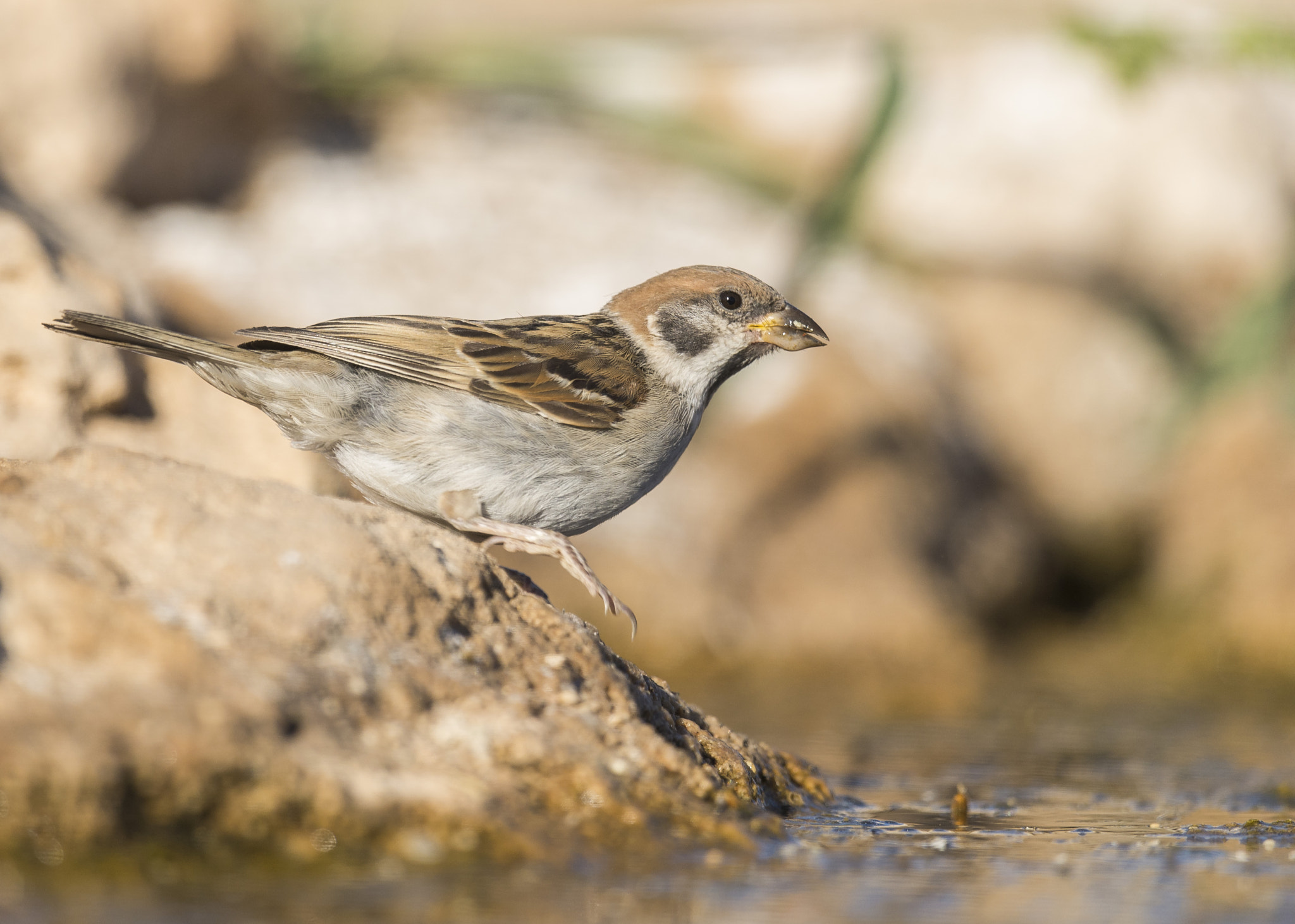 Nikon D610 + Nikon AF-S Nikkor 600mm F4G ED VR sample photo. Gorrión molinero photography