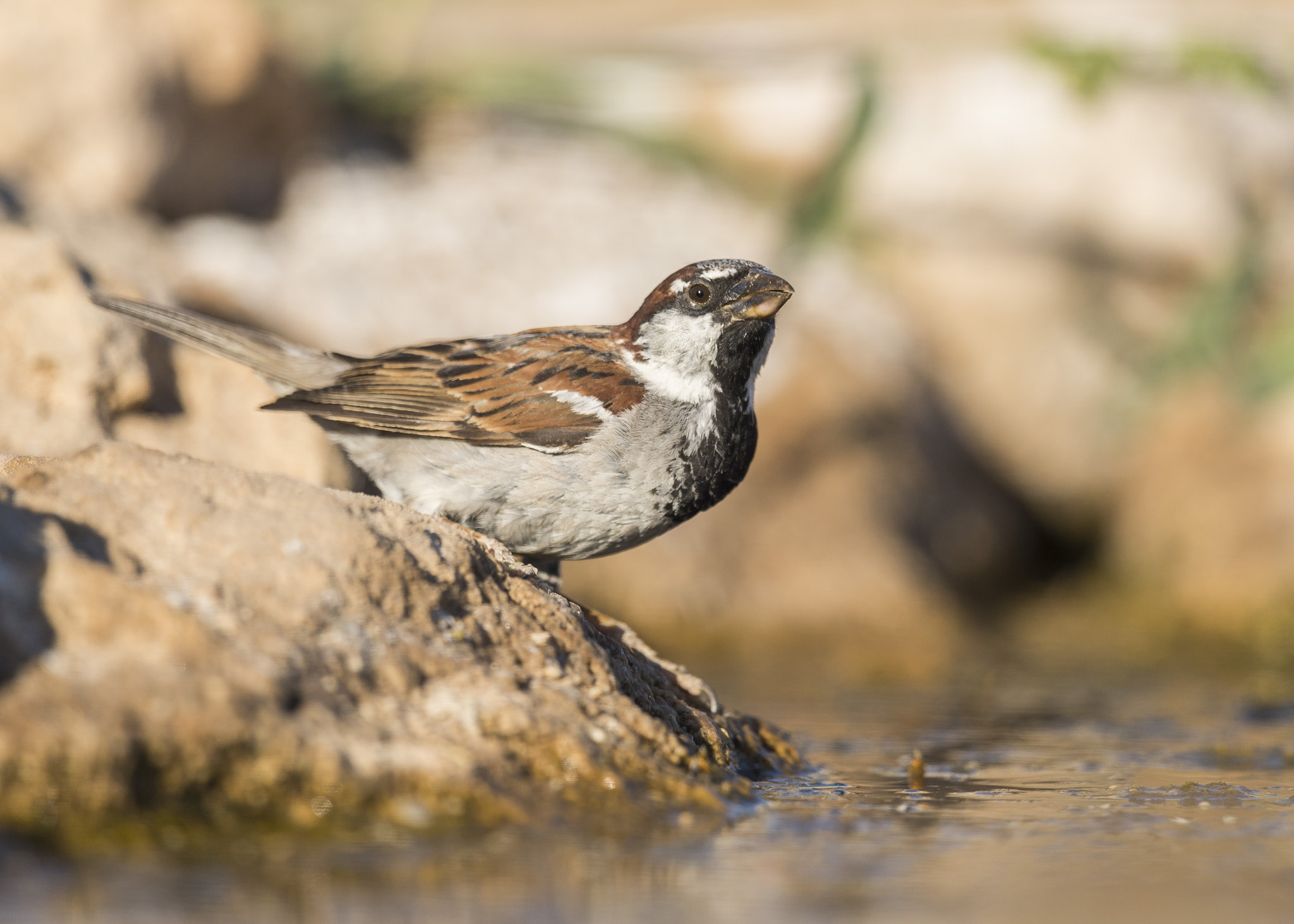 Nikon D610 + Nikon AF-S Nikkor 600mm F4G ED VR sample photo. Gorrión común photography