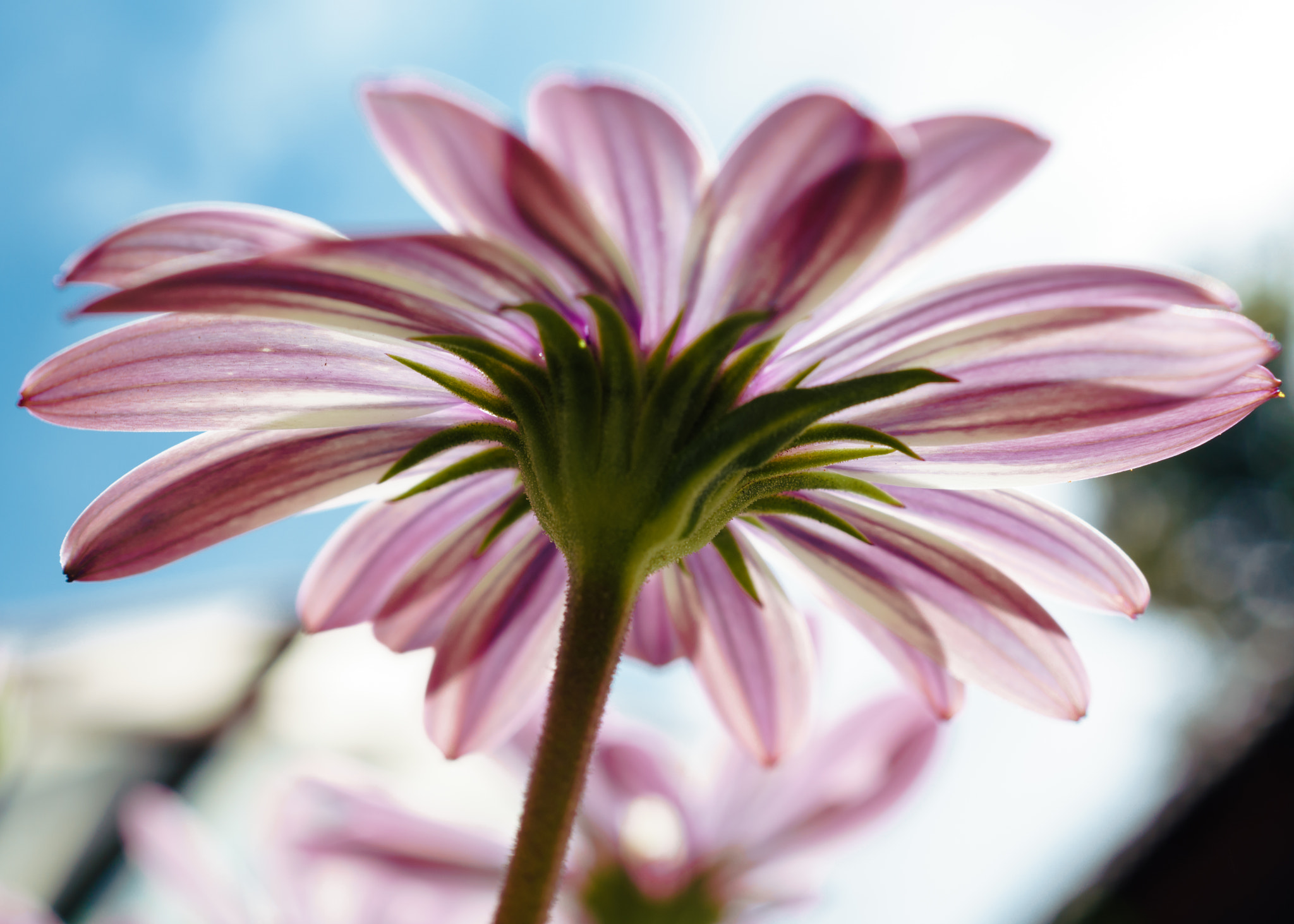 Sony ILCA-77M2 + Sony DT 30mm F2.8 Macro SAM sample photo. Under a warm sun photography