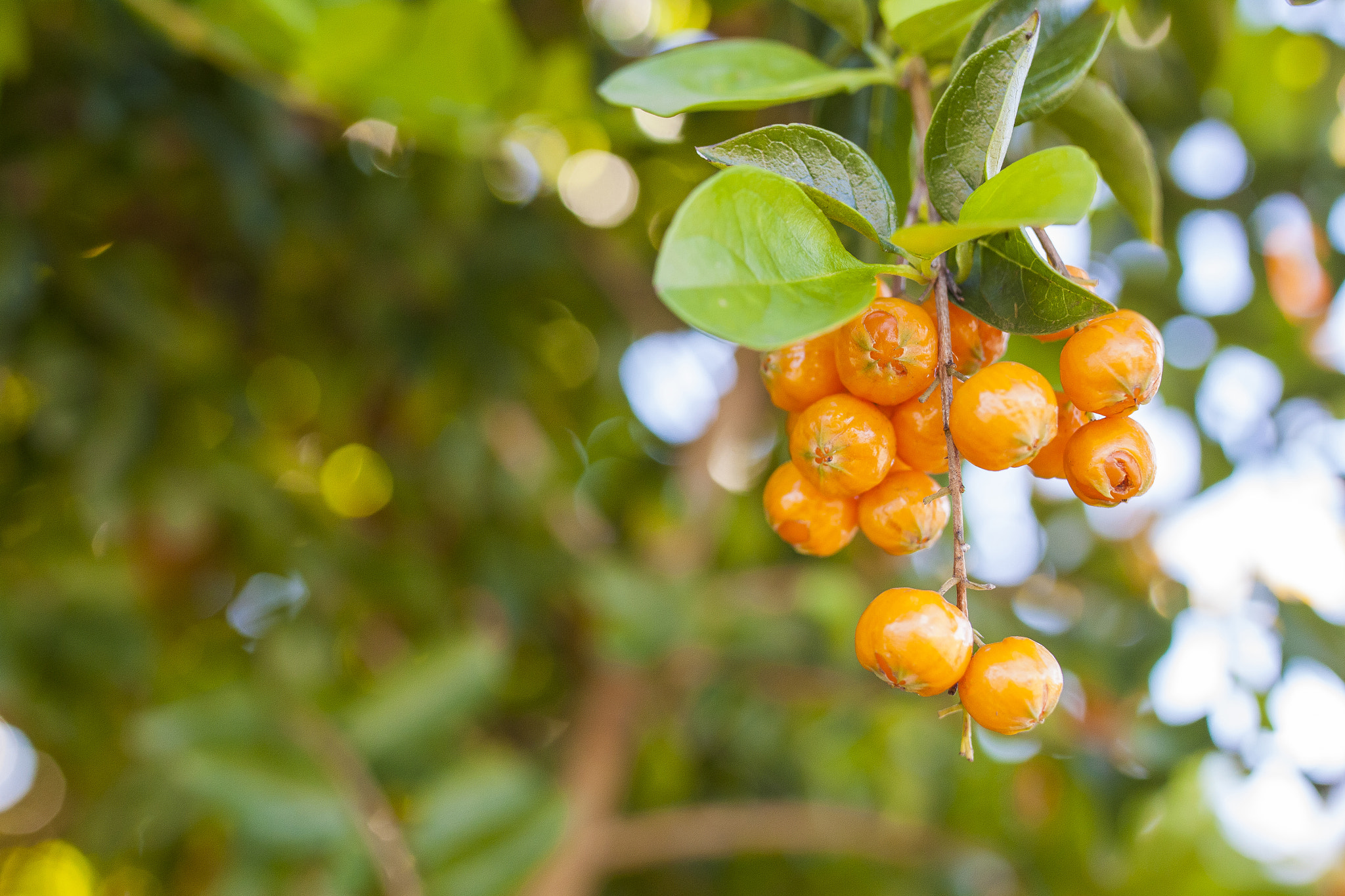 Sigma 35mm F1.4 DG HSM Art sample photo. Orange berries with green leaves on the tree photography