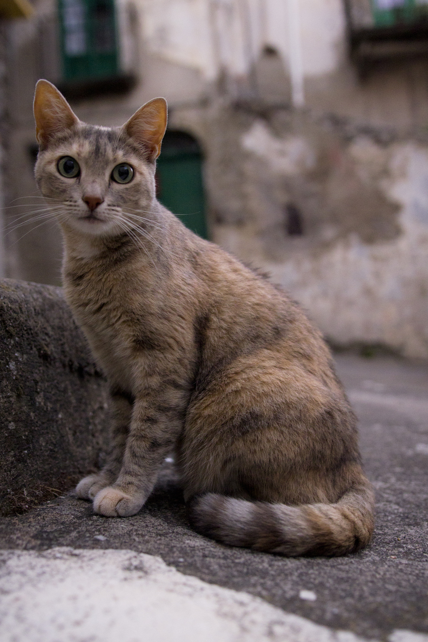 Sigma 18-35mm f/1.8 DC HSM sample photo. Clearly a cat photography