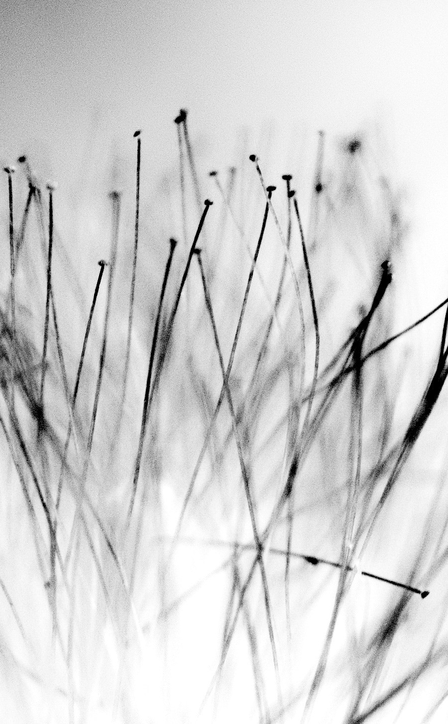 Nikon D300 + Nikon AF Micro-Nikkor 60mm F2.8D sample photo. Flore photography