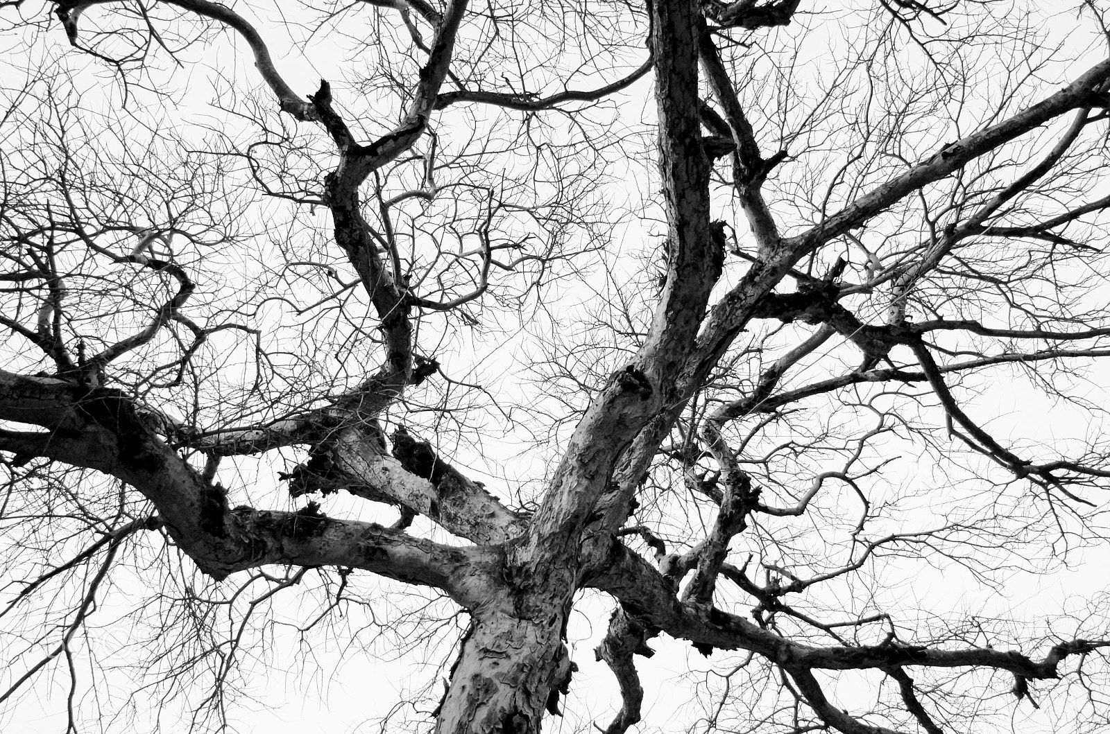 Vario-Elmar T 1:3.5-5.6 / 18-56 ASPH. sample photo. Died tree photography