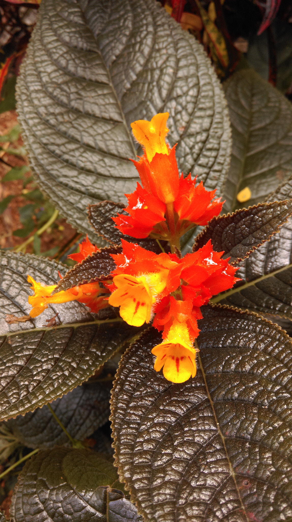 HTC 0P9C8 sample photo. Flower photography