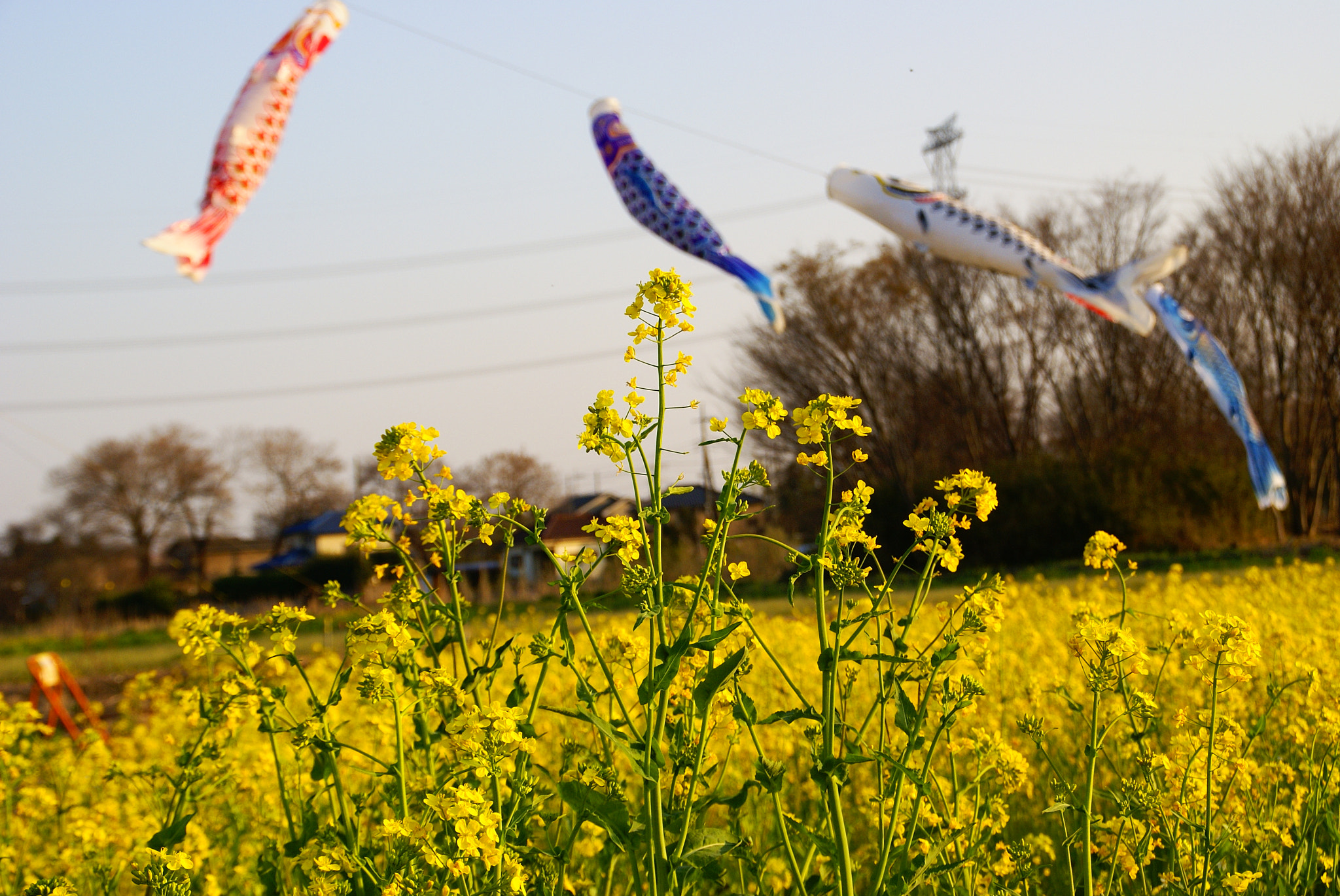 Sony Alpha DSLR-A100 sample photo. Rape flowers and a carp streamer photography