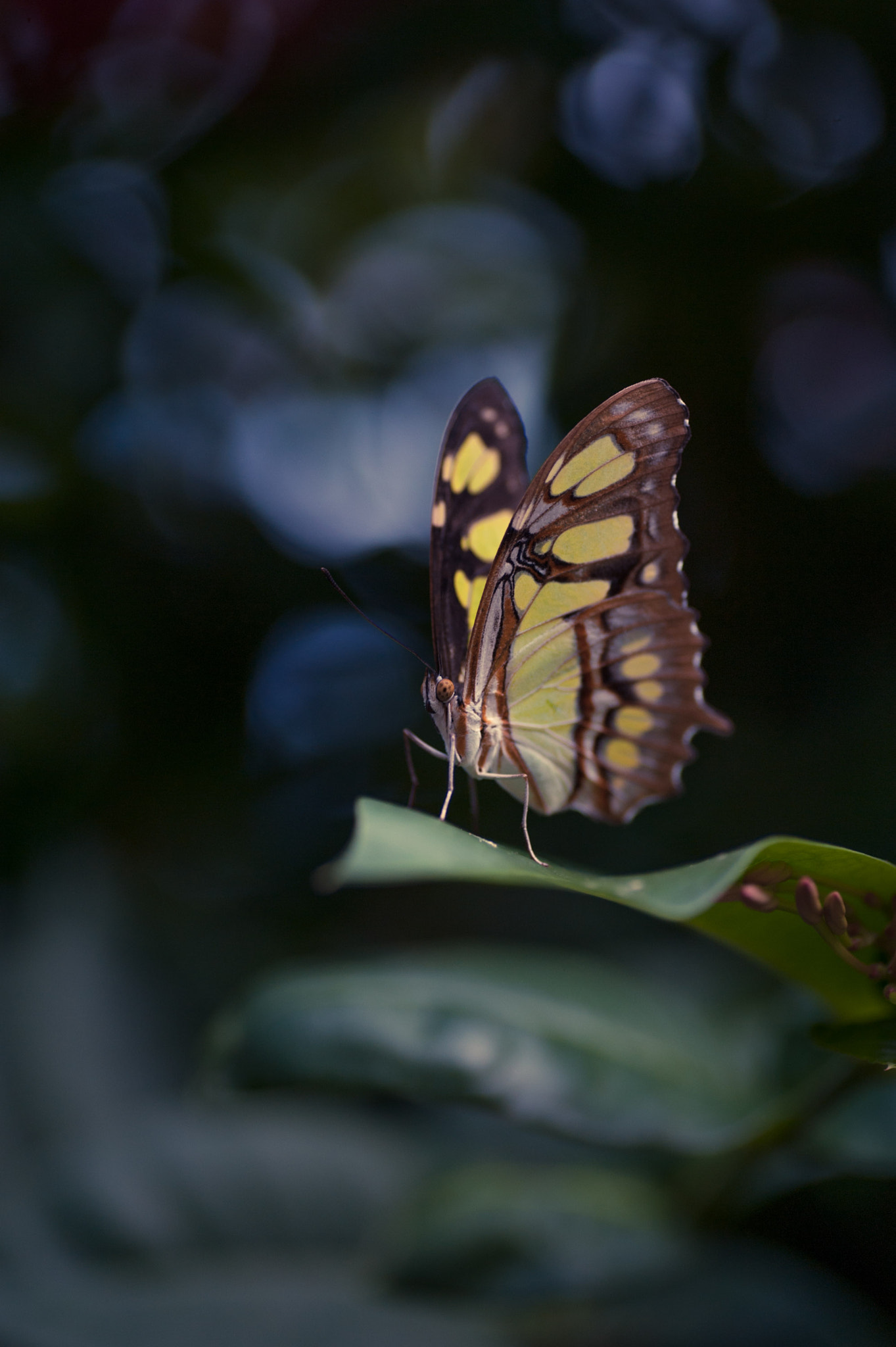 Nikon D700 + Tamron SP 90mm F2.8 Di VC USD 1:1 Macro sample photo. The malachite butterfly photography