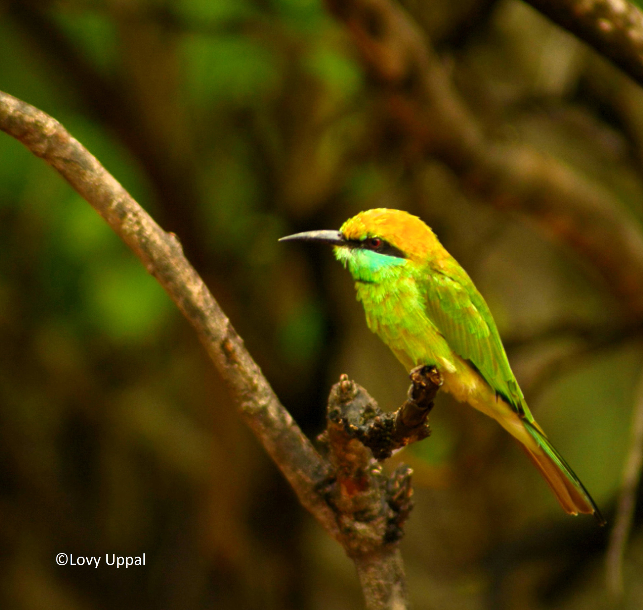 Nikon AF Nikkor 70-300mm F4-5.6G sample photo. Green bee eater photography