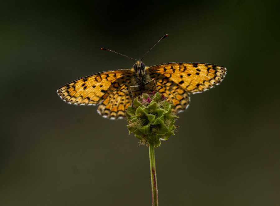 smc PENTAX-FA Macro 100mm F2.8 sample photo. Buterfly photography