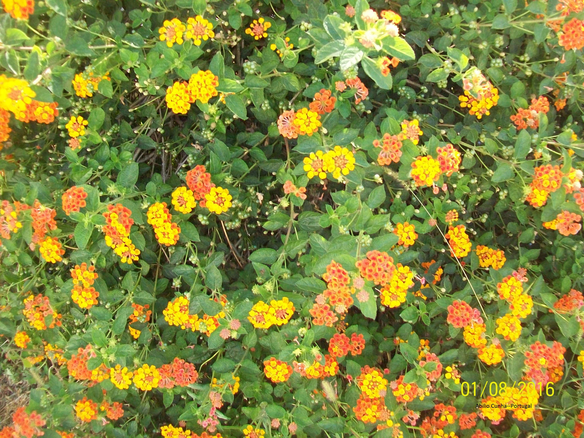 Kodak EasyShare C913 sample photo. Jardim em leiria centro de portugal photography