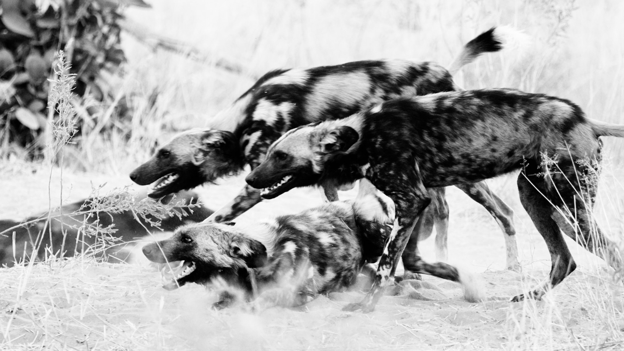 Sony 70-400mm F4-5.6 G SSM II sample photo. African painted dogs photography