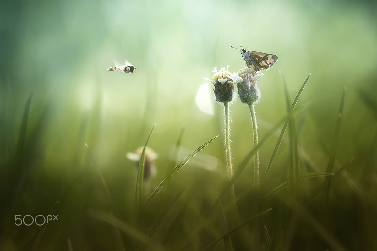 Canon EF 100mm F2.8 Macro USM sample photo. Come and join with me... photography