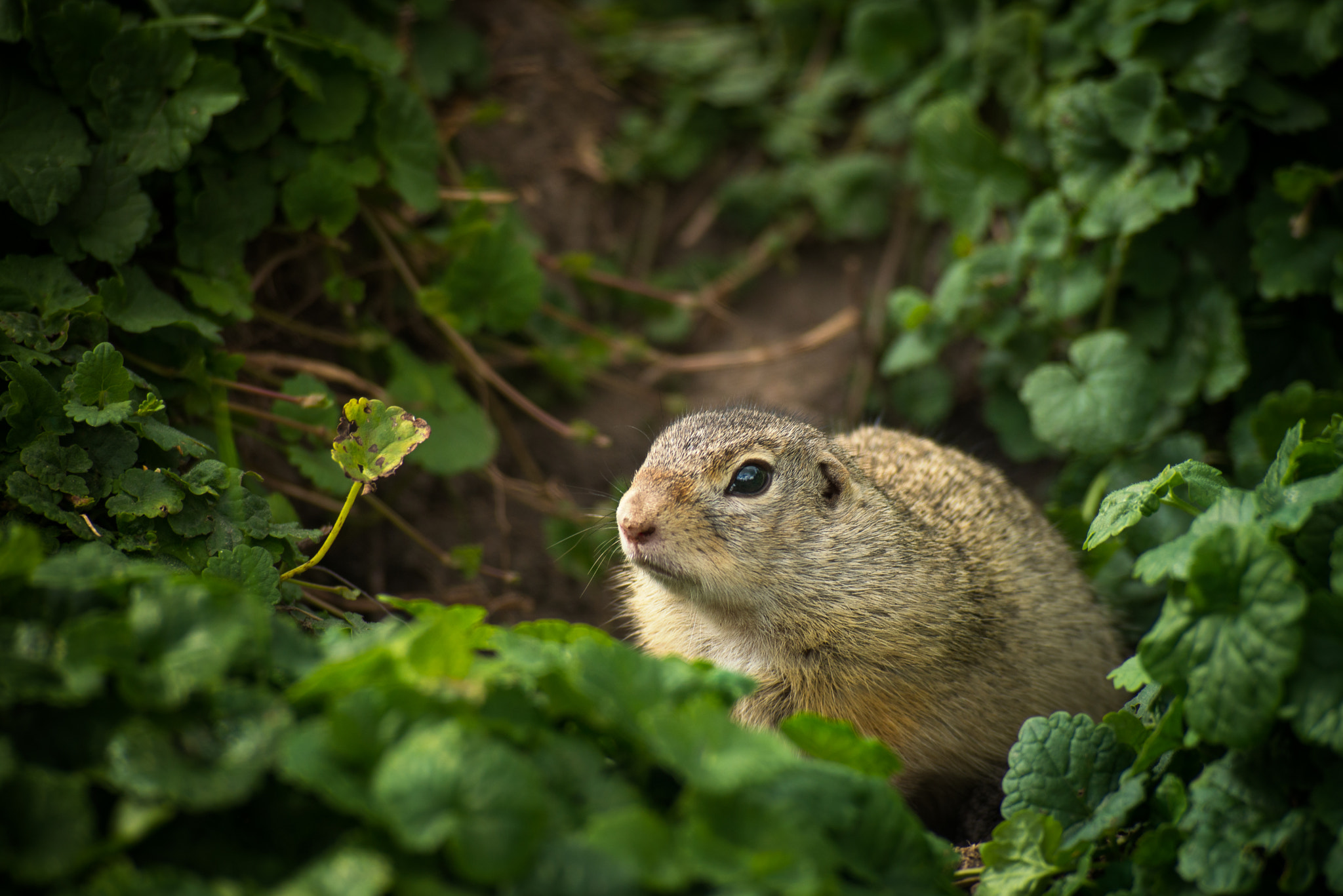 Nikon D800 + Tokina AT-X 304 AF (AF 300mm f/4.0) sample photo. Ground squirrel photography