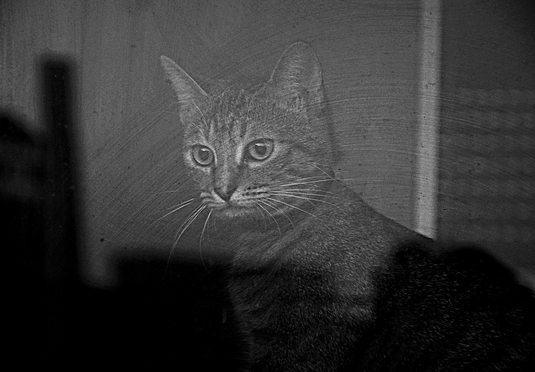 AF Zoom-Nikkor 28-80mm f/3.3-5.6G sample photo. Looking behind the window photography