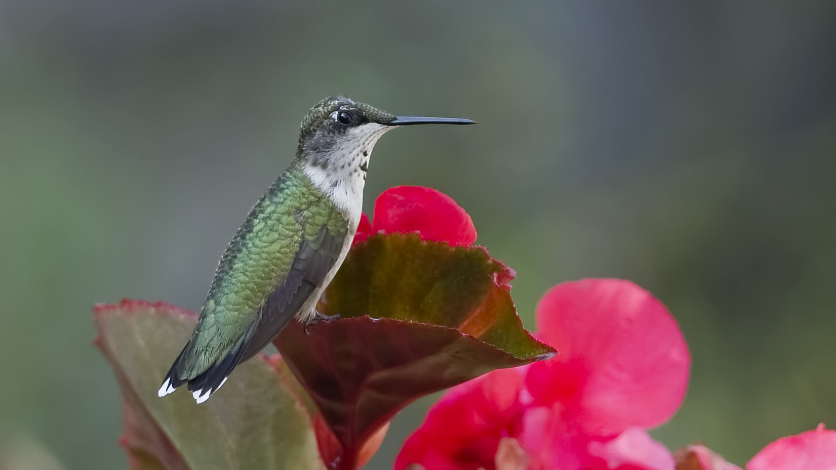 Nikon D7100 + Sigma 50-150mm F2.8 EX APO DC HSM II sample photo. Contentment in the begonias photography