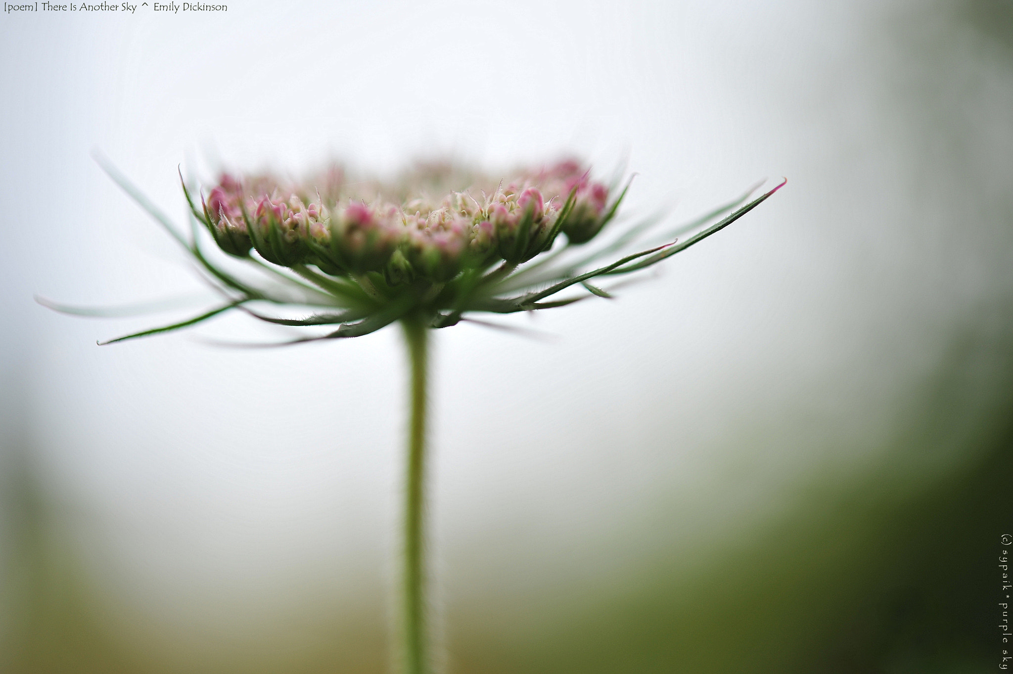Nikon AF-S Micro-Nikkor 60mm F2.8G ED sample photo. There is another sky ii photography