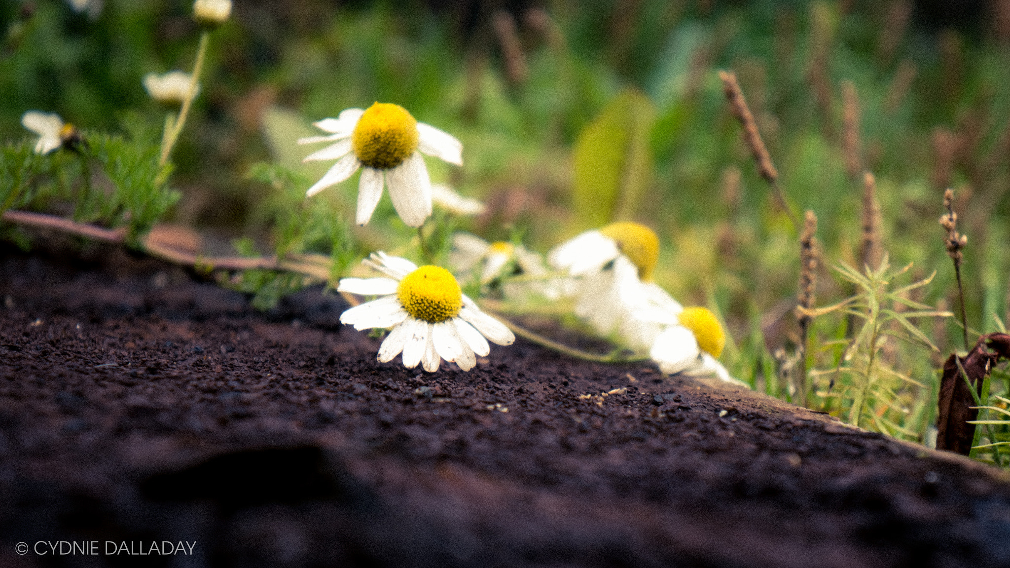 Sony Alpha NEX-6 + Sony E 18-55mm F3.5-5.6 OSS sample photo. Daisies on sleeper photography