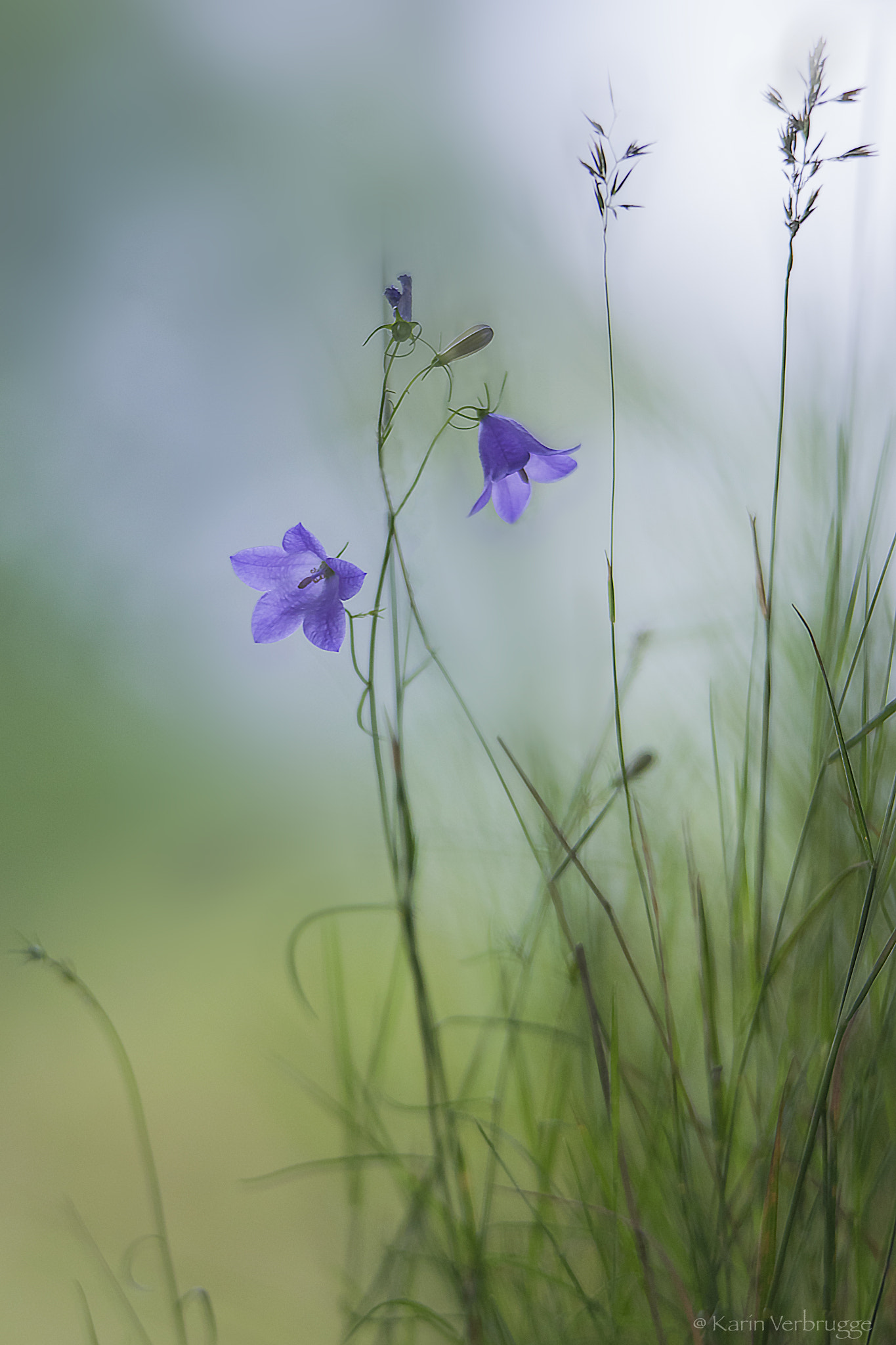 Sigma 120-400mm F4.5-5.6 DG OS HSM sample photo. Fragile photography