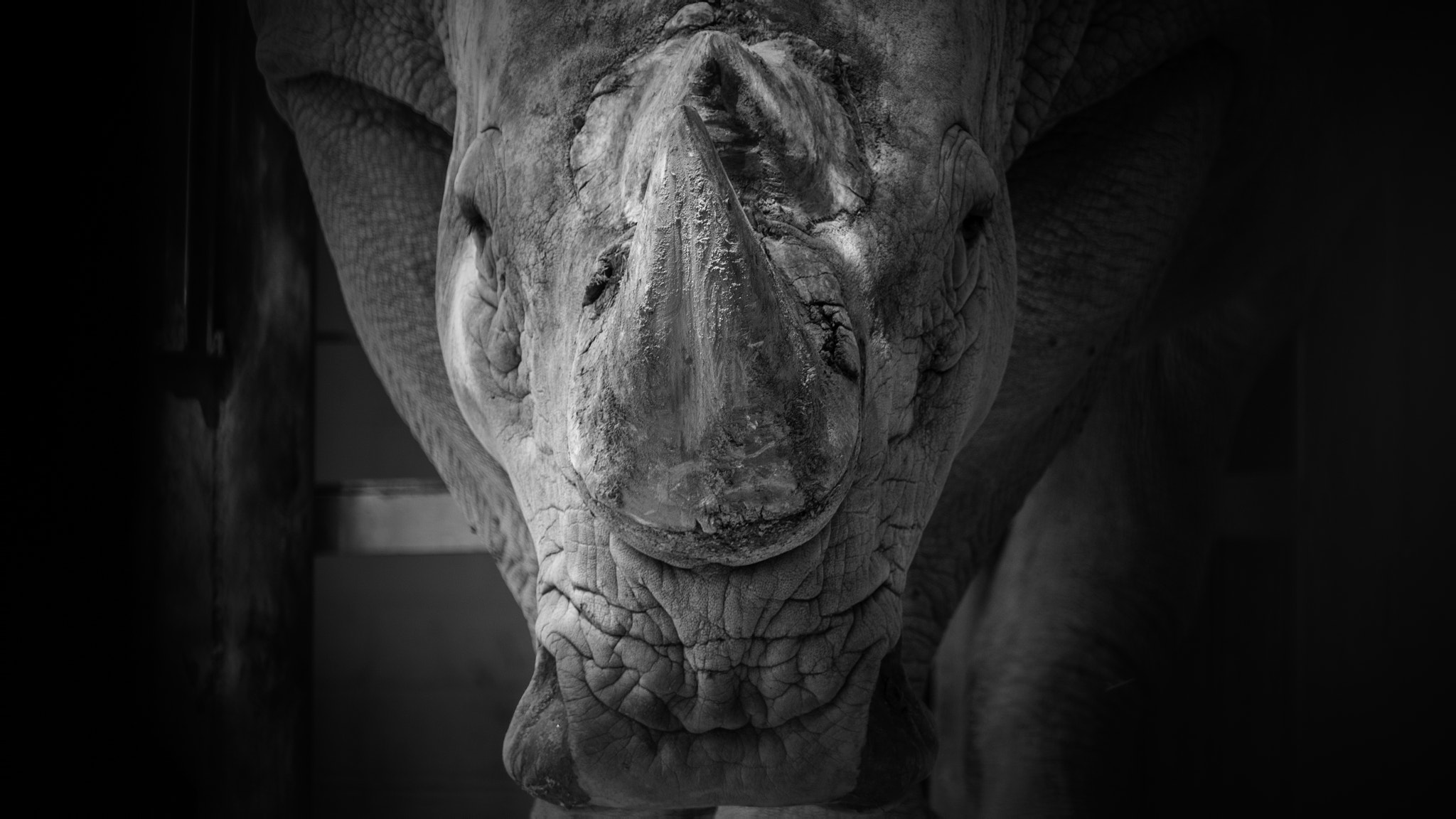 Canon EF 100-400mm F4.5-5.6L IS USM sample photo. Rhino photography
