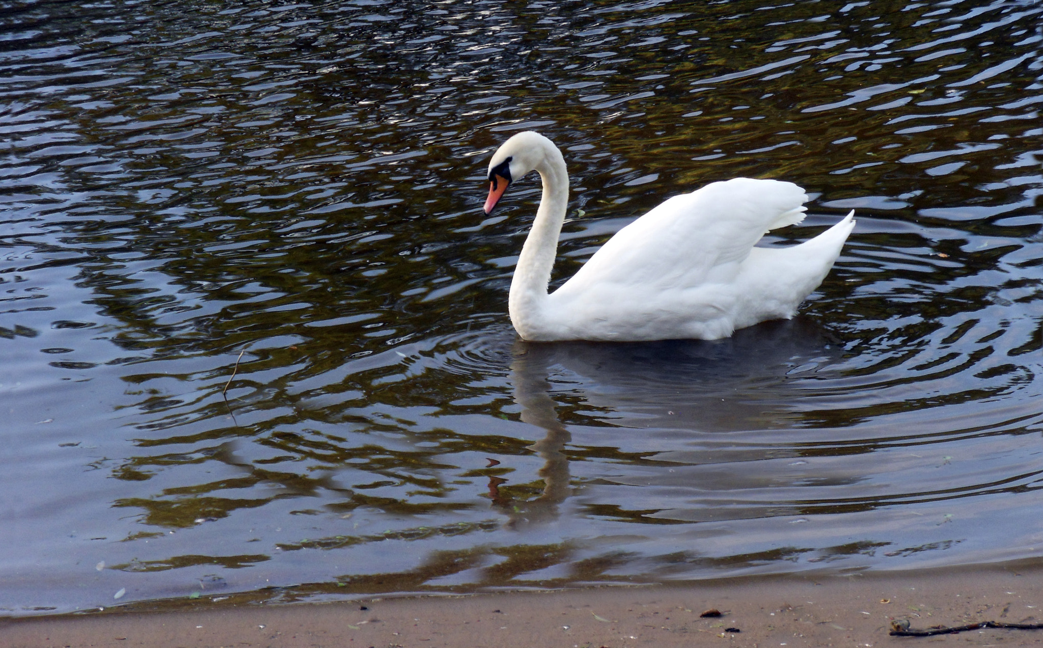 Samsung WB500, WB510 / VLUU WB500 /  HZ10W sample photo. Лебедь photography