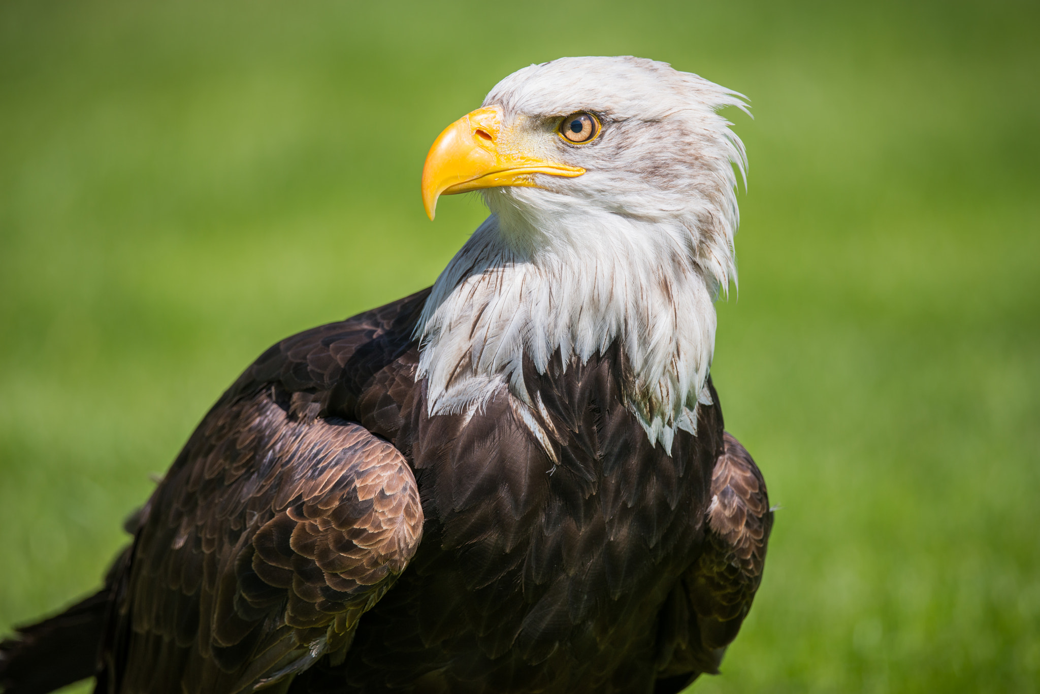 Nikon AF-S Nikkor 800mm F5.6E FL ED VR sample photo. Eagle photography