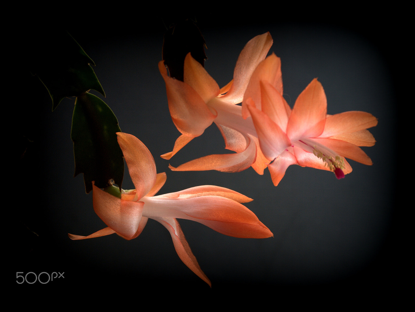 Nikon D3000 sample photo. Orange christmas cactus photography