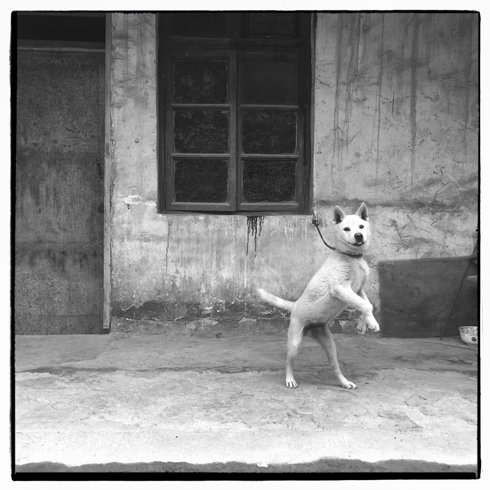 Jag.gr 6X6 for iPhone sample photo. Dog photography