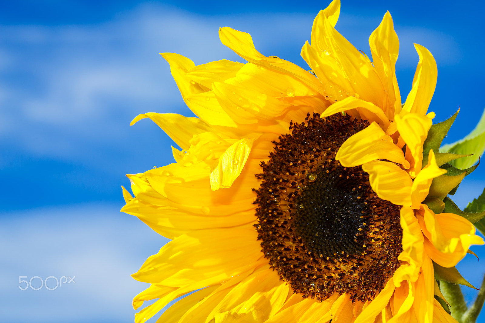 Canon EOS 550D (EOS Rebel T2i / EOS Kiss X4) sample photo. Sunflower in the wind photography