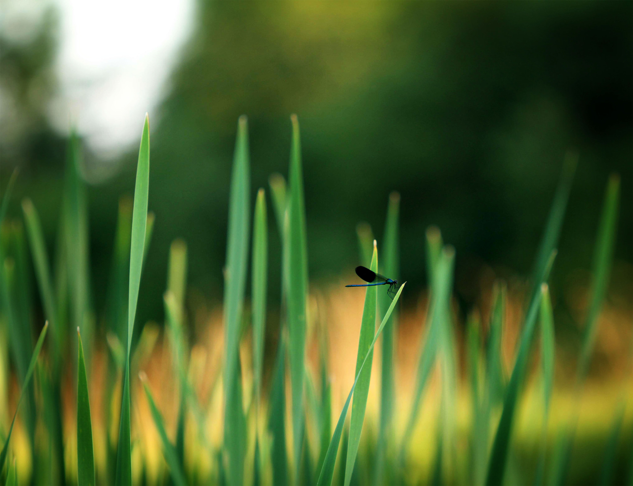 Canon EF 180mm F3.5L Macro USM sample photo. Summer photography