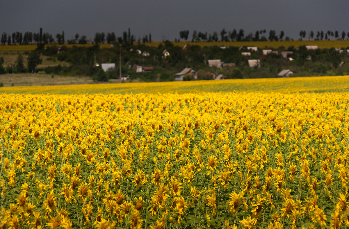 Canon EOS-1Ds Mark III sample photo. Field of the suns photography