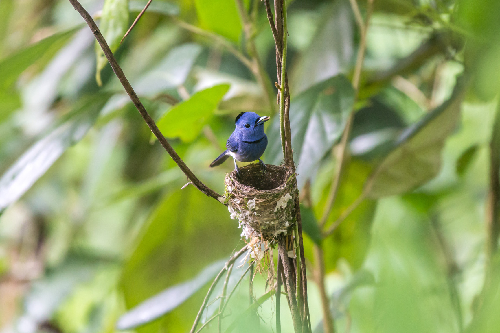 Canon EF 70-200mm F2.8L IS II USM sample photo. Black-naped monorch photography