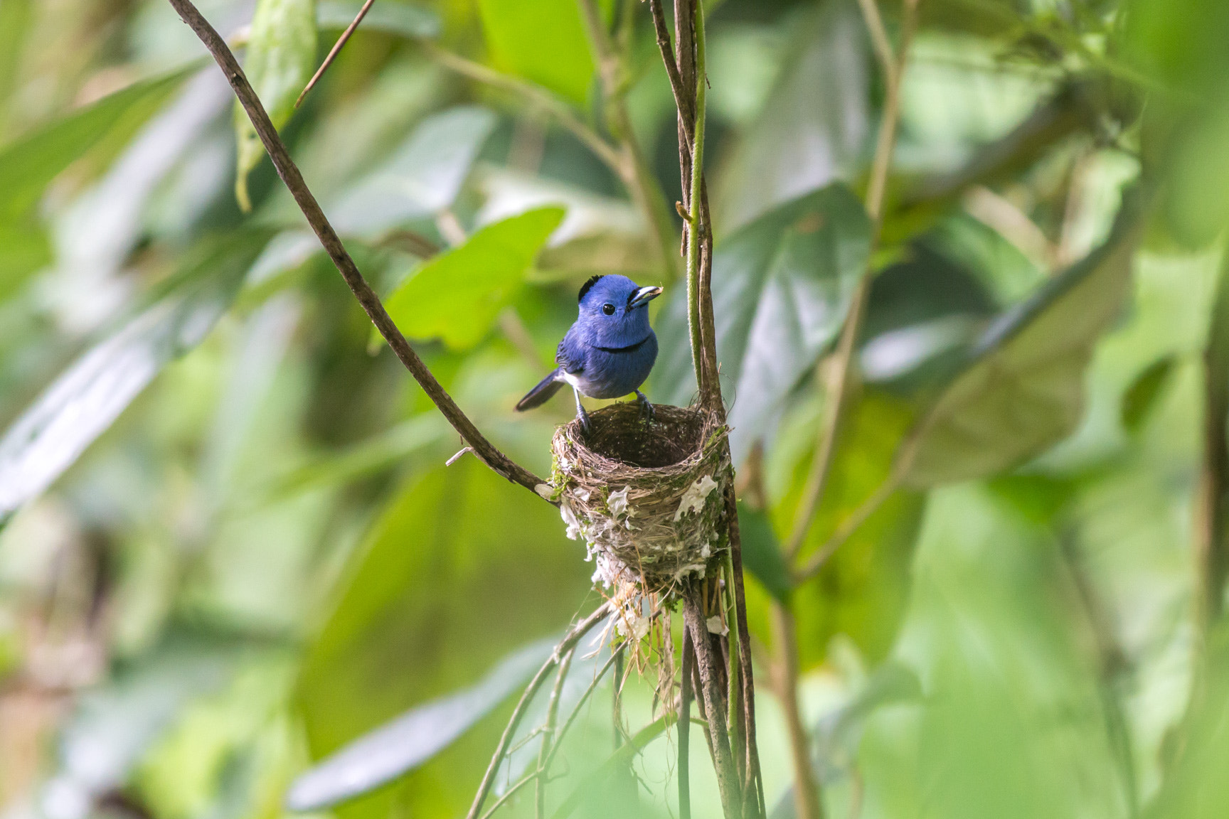 Canon EOS 6D + Canon EF 70-200mm F2.8L IS II USM sample photo. Black-naped monorch photography