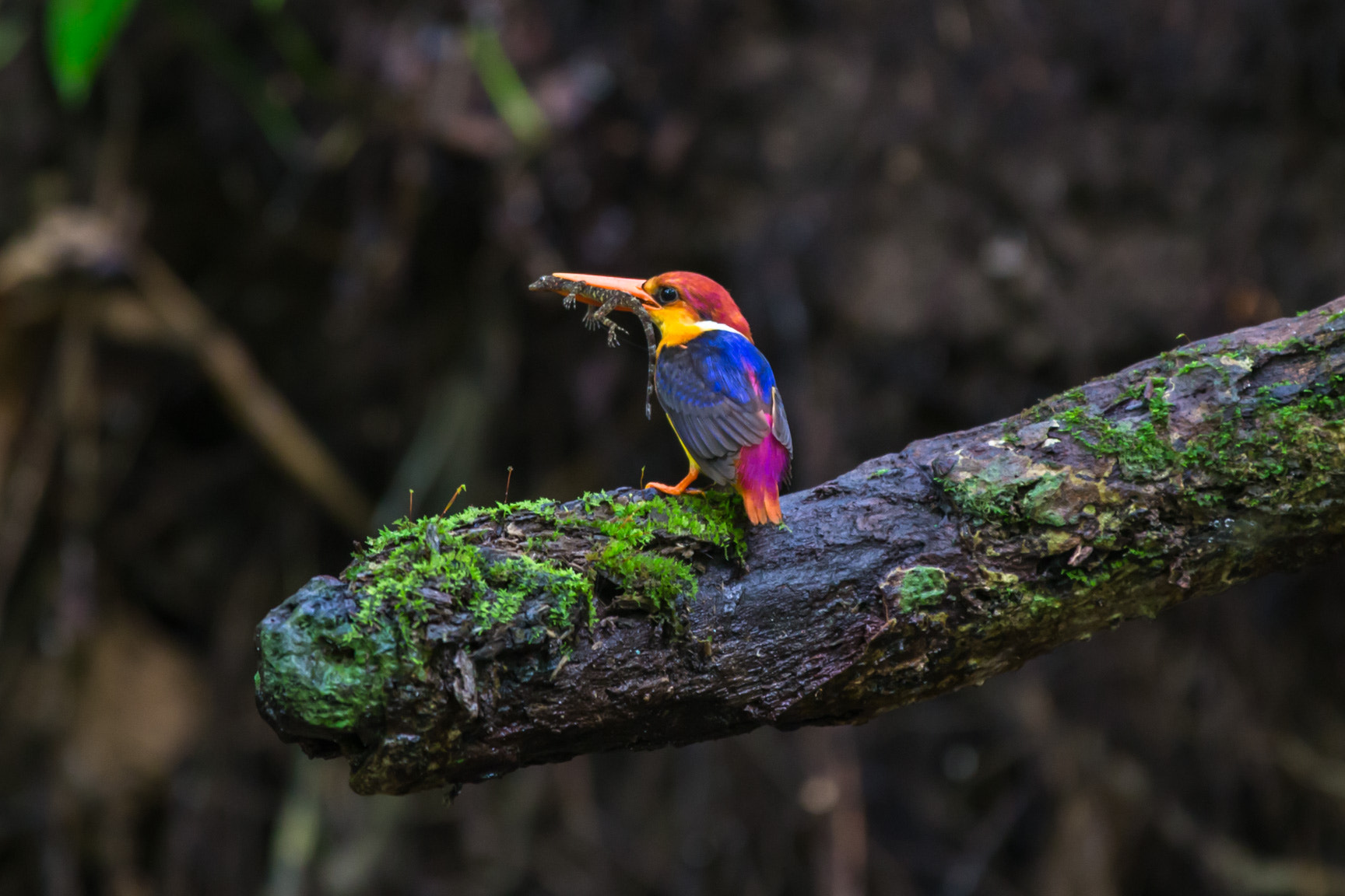 Canon EF 70-200mm F2.8L IS II USM sample photo. Black-backed  kingfisher photography
