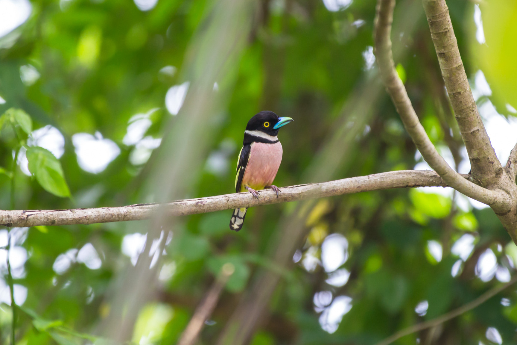 Canon EOS 6D + Canon EF 70-200mm F2.8L IS II USM sample photo. Black and yellow broadbill photography