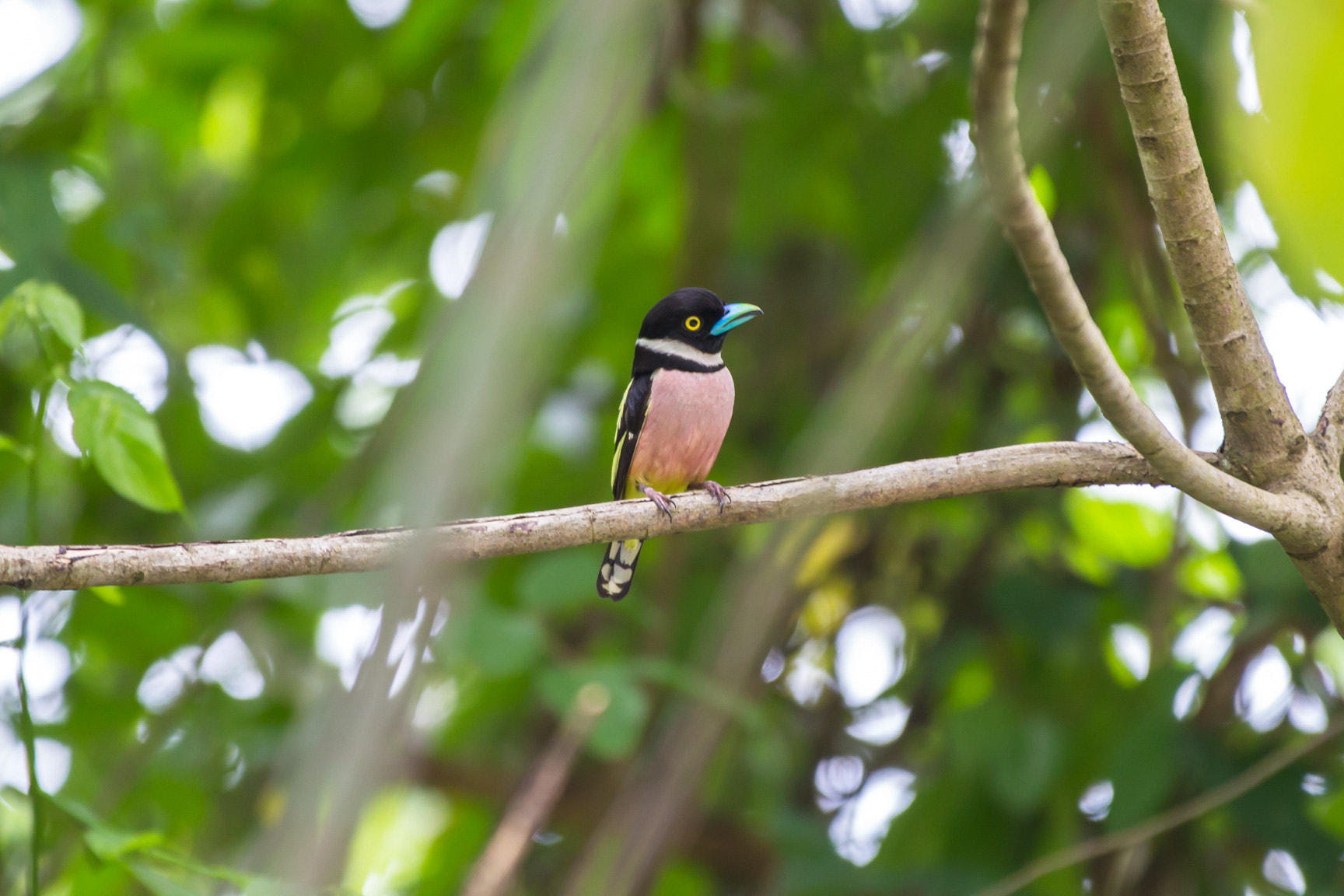 Canon EF 70-200mm F2.8L IS II USM sample photo. Black and yellow broadbill photography