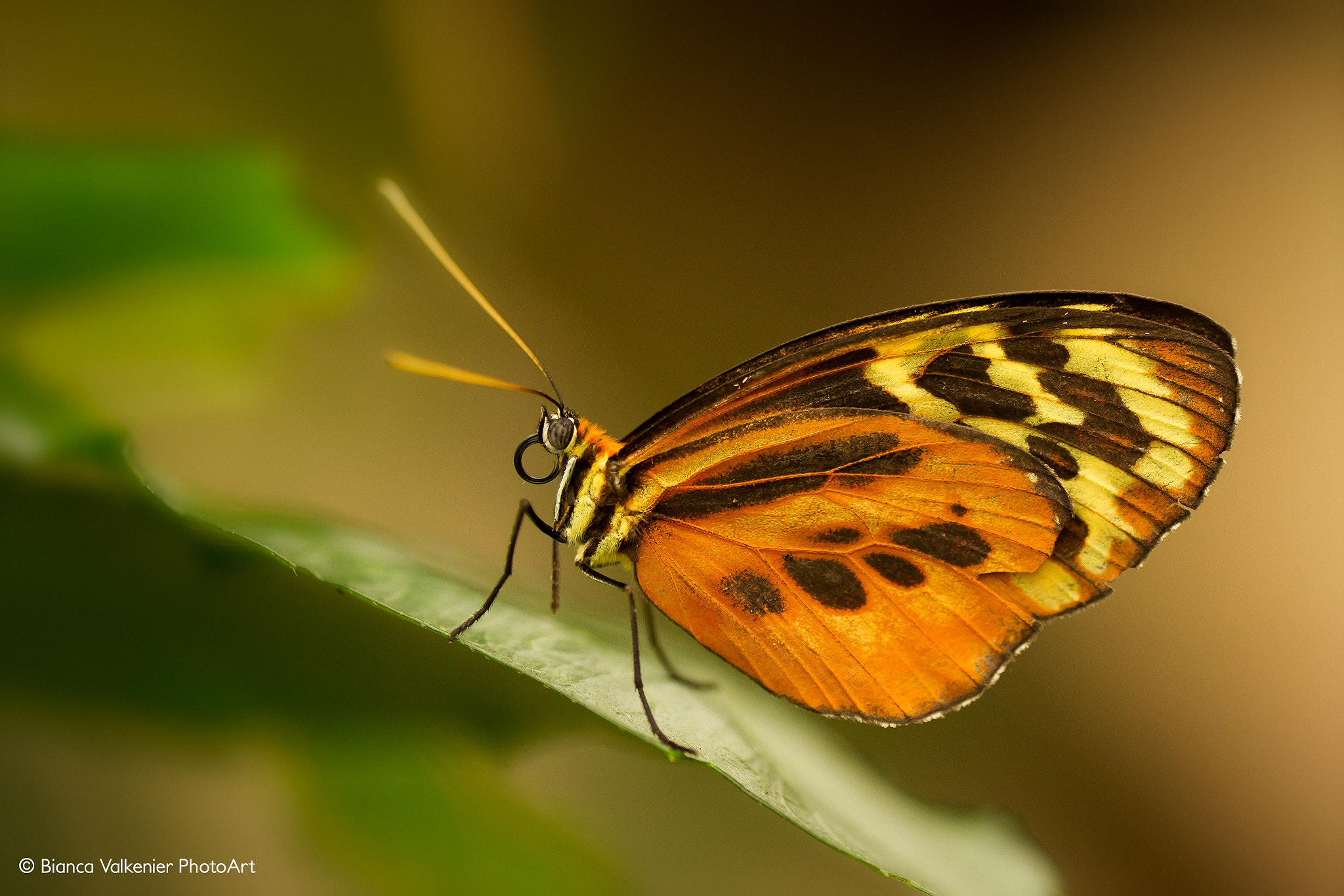 Canon EOS 7D + Sigma 150mm f/2.8 EX DG OS HSM APO Macro sample photo. Eueides isabella butterfly photography