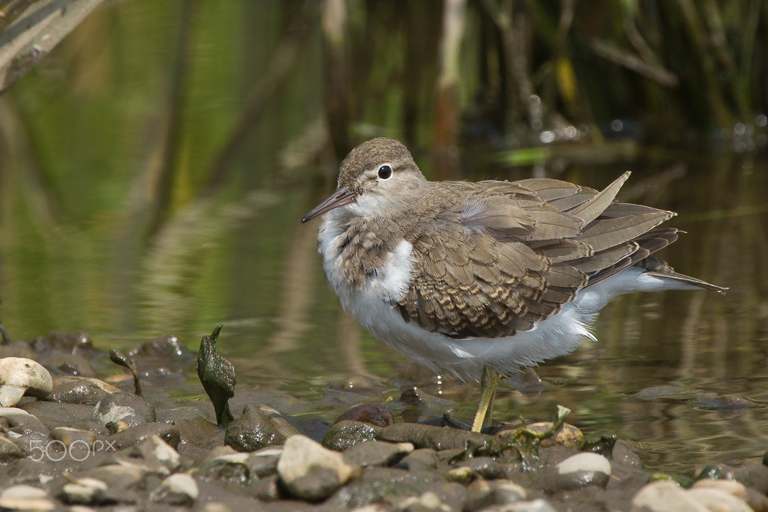 Canon EF 70-200mm F2.8L IS II USM sample photo. Spotted sandpiper photography