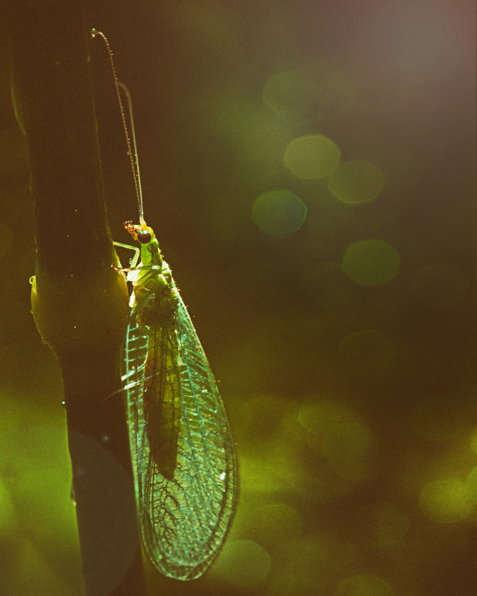 Nikon D300 sample photo. Lighting photography