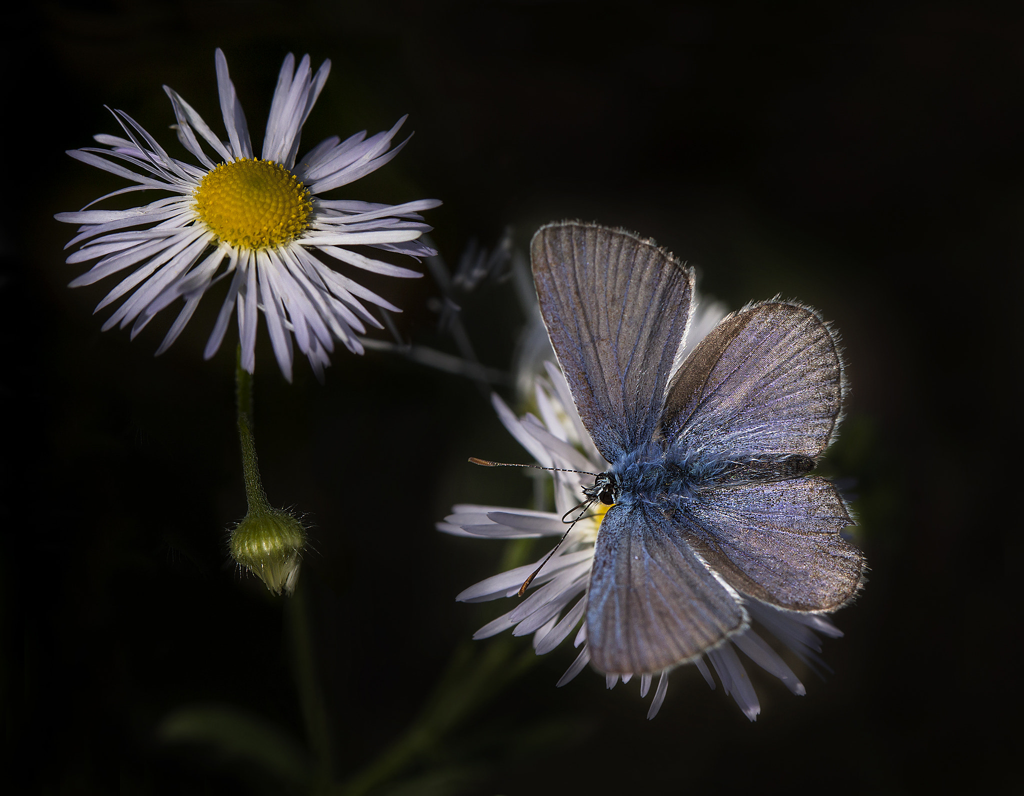 Fujifilm X-E2 + Fujifilm XF 60mm F2.4 R Macro sample photo. Top view photography