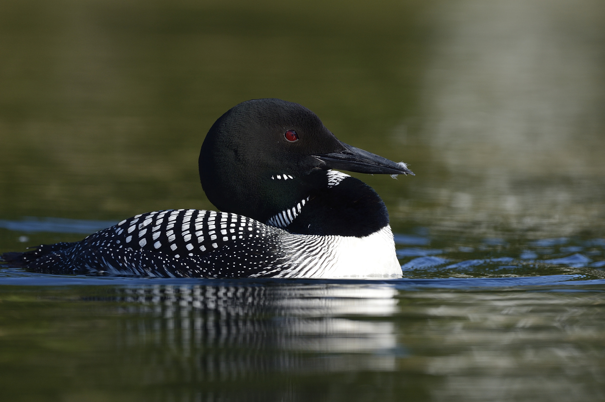 Nikon AF-S Nikkor 800mm F5.6E FL ED VR sample photo. Plongeon huard, gavia immer, great northern loon photography