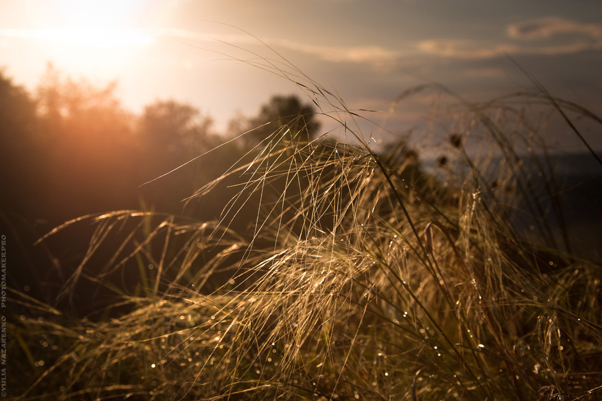Canon EOS-1Ds Mark III sample photo. Feather grass photography